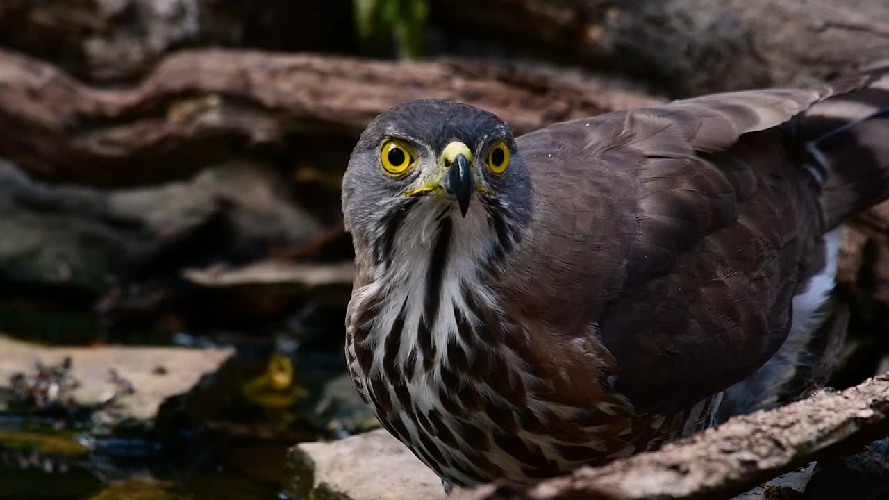 el azor crestado es una de las aves rapaces más comunes en asia y pertenece a la misma familia de águilas, aguiluchos