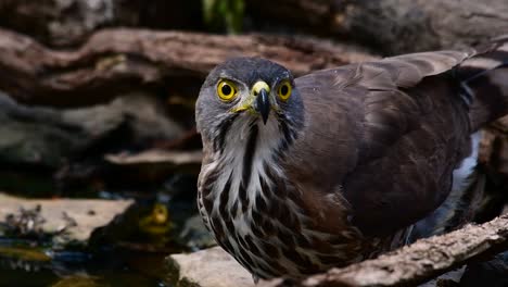 the crested goshawk is one of the most common birds of prey in asia and belonging to the same family of eagles, harriers