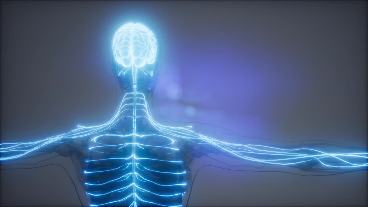 인간 뇌 방사선 검사