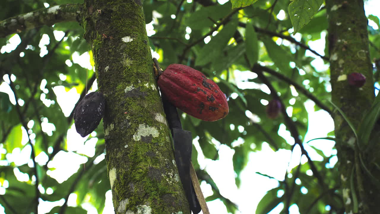 Recogiendo grano de cacao del árbol en la selva tropical