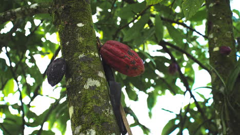 picking cacao cocoa bean from the tree in the tropical rain forest