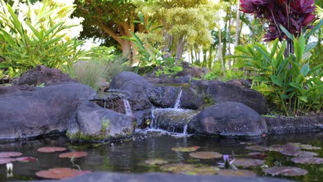 static shot of koi pond waterfall in lush tropical garden