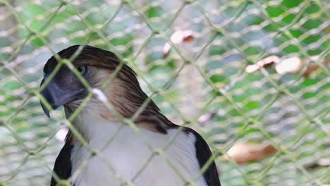 Moving-its-head-from-left-to-right,-Philippine-Eagle-Pithecophaga-jefferyi-then-looked-straight-up-front-to-passersby-in-front-of-its-cage-inside-the-Philippine-Eagle-center-in-Davao-City