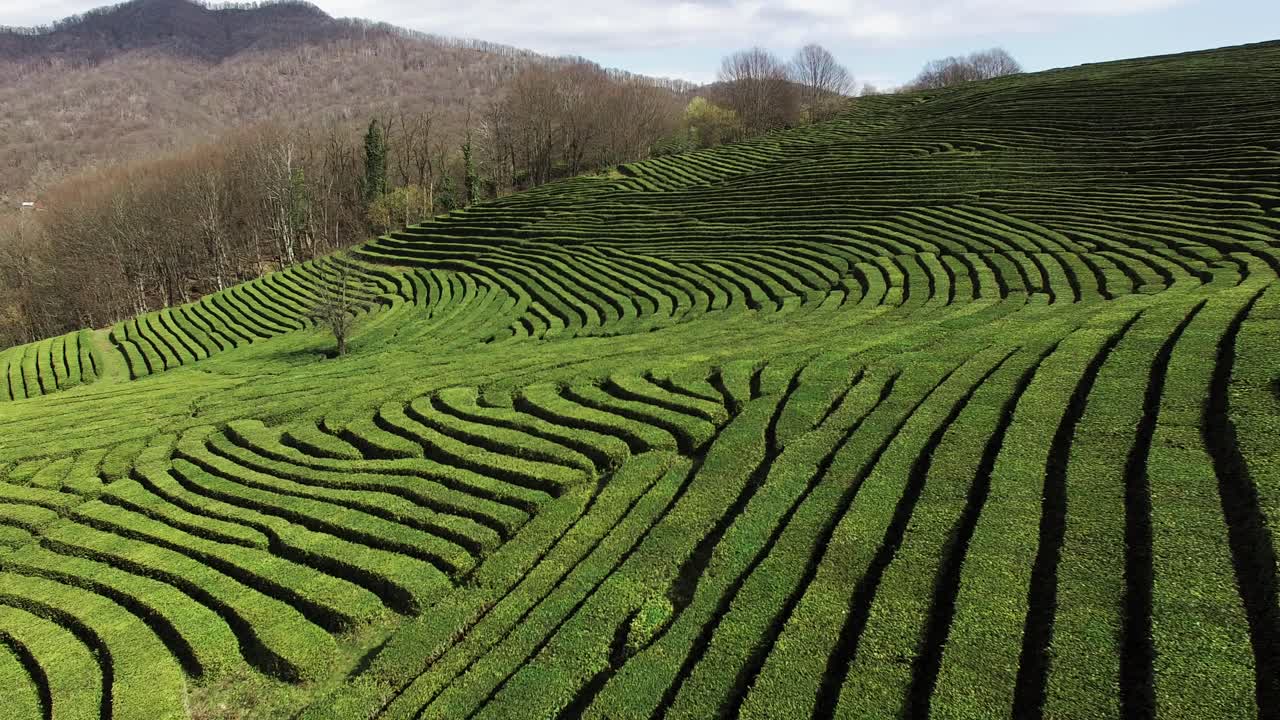 놀라운 차 농장 풍경