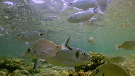 vista submarina de peces solitarios de besugo nadando en aguas poco profundas