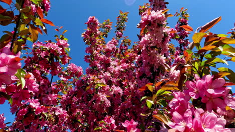 Beautiful-close-up-shot-of-blooming-pink-sakura-flowers-on-tree-branches-on-a-bright-sunny-day