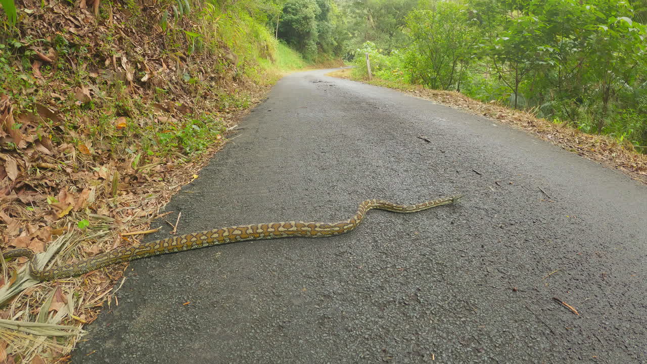 gran serpiente de alfombra, cruzando una carretera desierta, pitón australiano también conocido como morelia spilota