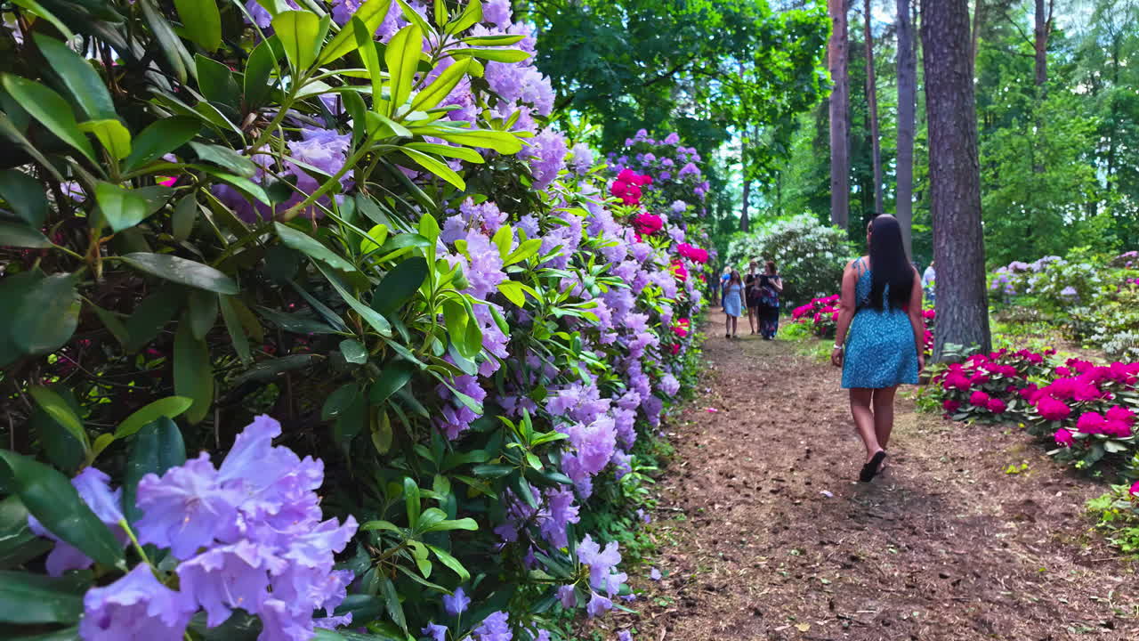 A woman walks through a vibrant rhododendron garden