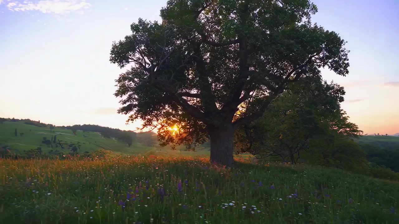 Tramonto dorato su un prato fiorito con una grande quercia