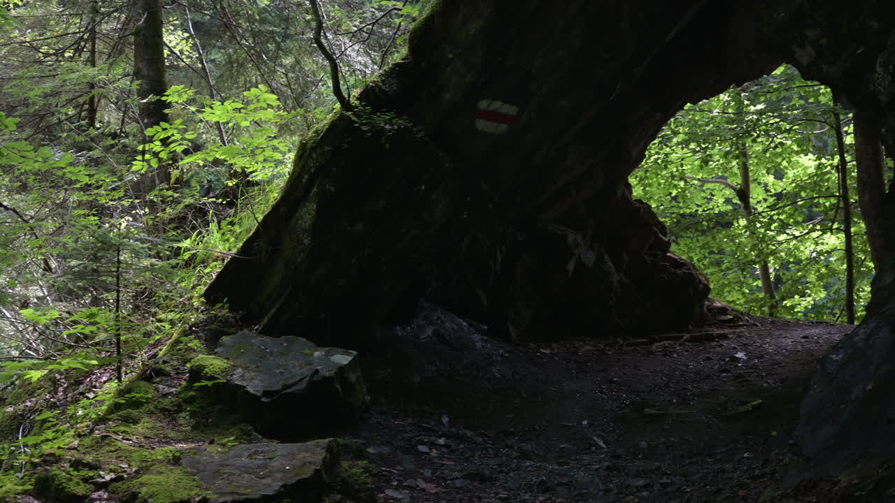 vista de una cueva a la sombra en medio de un bosque verde en los alpes suizos, obwalden