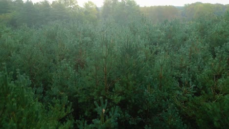 árboles-De-Navidad-De-Hoja-Perenne-Durante-El-Brumoso-Amanecer-En-Norfolk-Antes-Del-Otoño