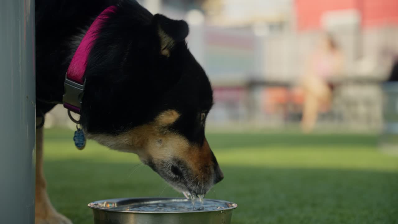 한 남자가 개 공원에서 야외 욕조에서 개와 함께 놀고 있다