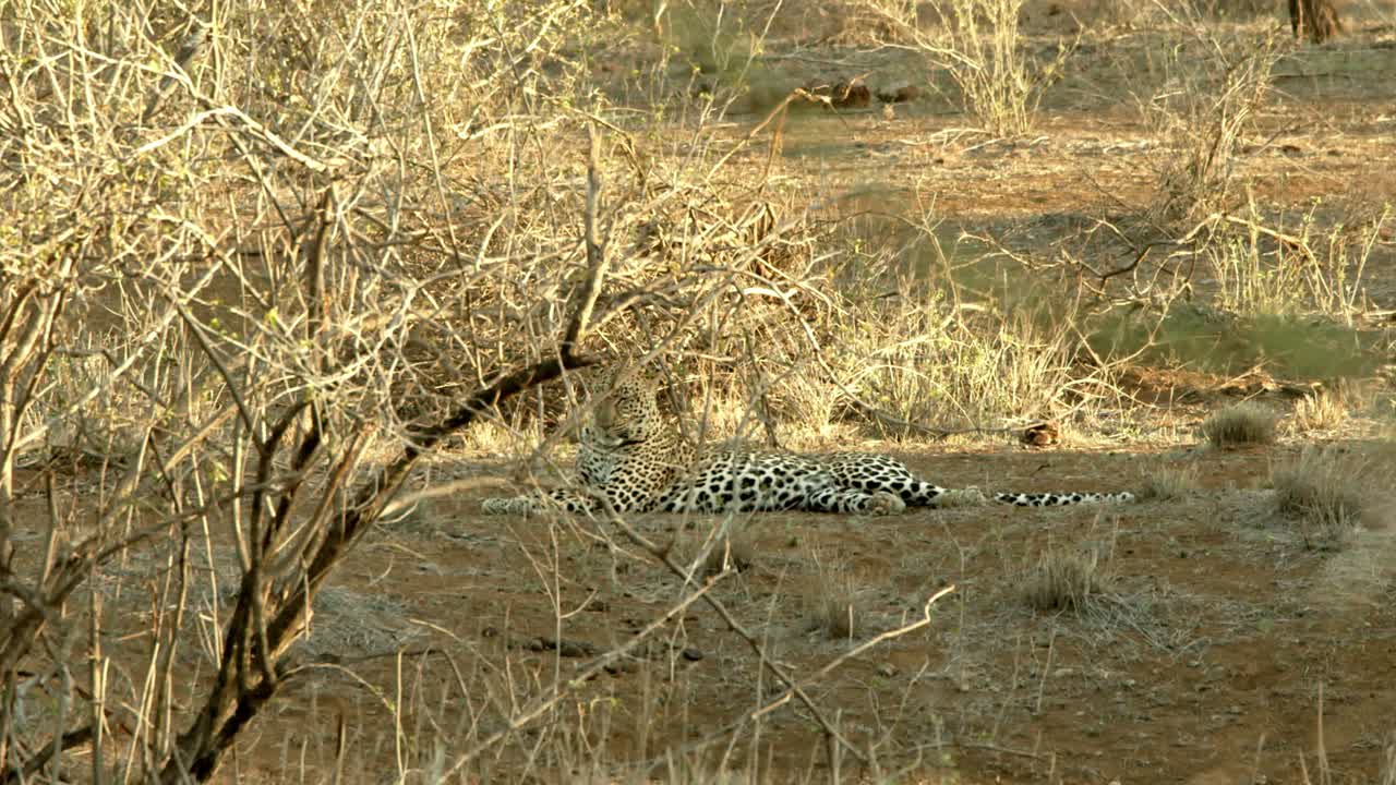 leopardo perezoso descansando en el bosque de arbustos salvajes en el parque nacional tsavo west en kenia