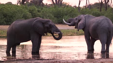 plano general de dos toros elefantes africanos parados en las aguas poco profundas durante la puesta de sol y bebiendo, khwai botswana