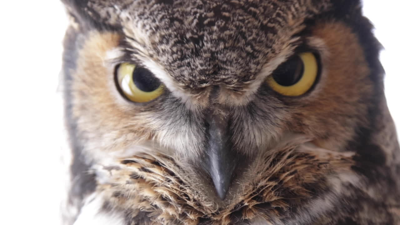 búho cornudo de cerca - retrato de un ave rapaz sobre fondo blanco