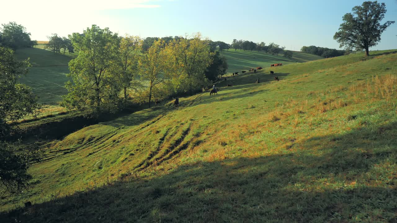 A wide shot captures cows grazing on a rolling green hillside, dotted with trees and bathed in soft sunlight, showcasing a serene rural landscape.