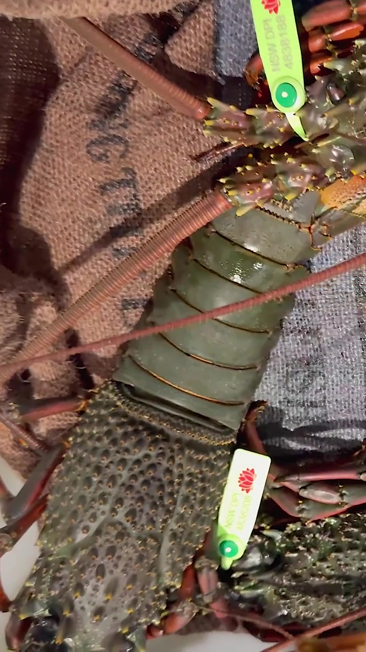Manipulando langostas en un puesto de mercado de mariscos