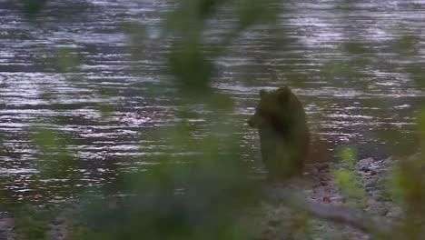 Through-screen-of-defocused-foliage-Grizzly-bear-walks