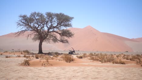 wide of an african wild antilope lying in the shade in sossusvlei, namibia