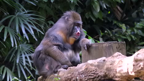 un mono mandril sentado en un tronco de árbol y quedándose dormido - plano general