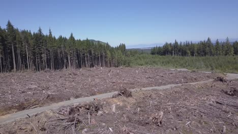 boundary between newer and older clearcut sites