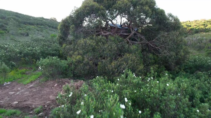 Una casa in legno costruita su un albero con fitta vegetazione in Portogallo. Ripresa aerea in allontanamento