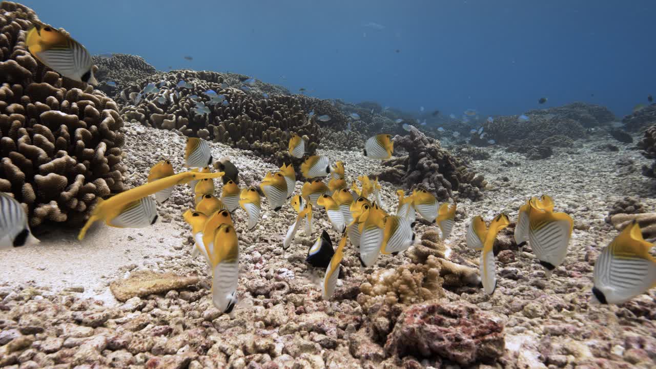 Pesci farfalla, pesci trombetta gialli e altri pesci colorati su una barriera corallina tropicale, arcipelago delle Tuamotu, Polinesia francese, Tahiti, Oceano Pacifico meridionale.