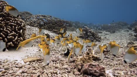 pez mariposa, pez trompeta amarillo y otros peces coloridos en un arrecife de coral tropical, archipiélago de tuamotu, polinesia francesa, tahití, océano pacífico sur
