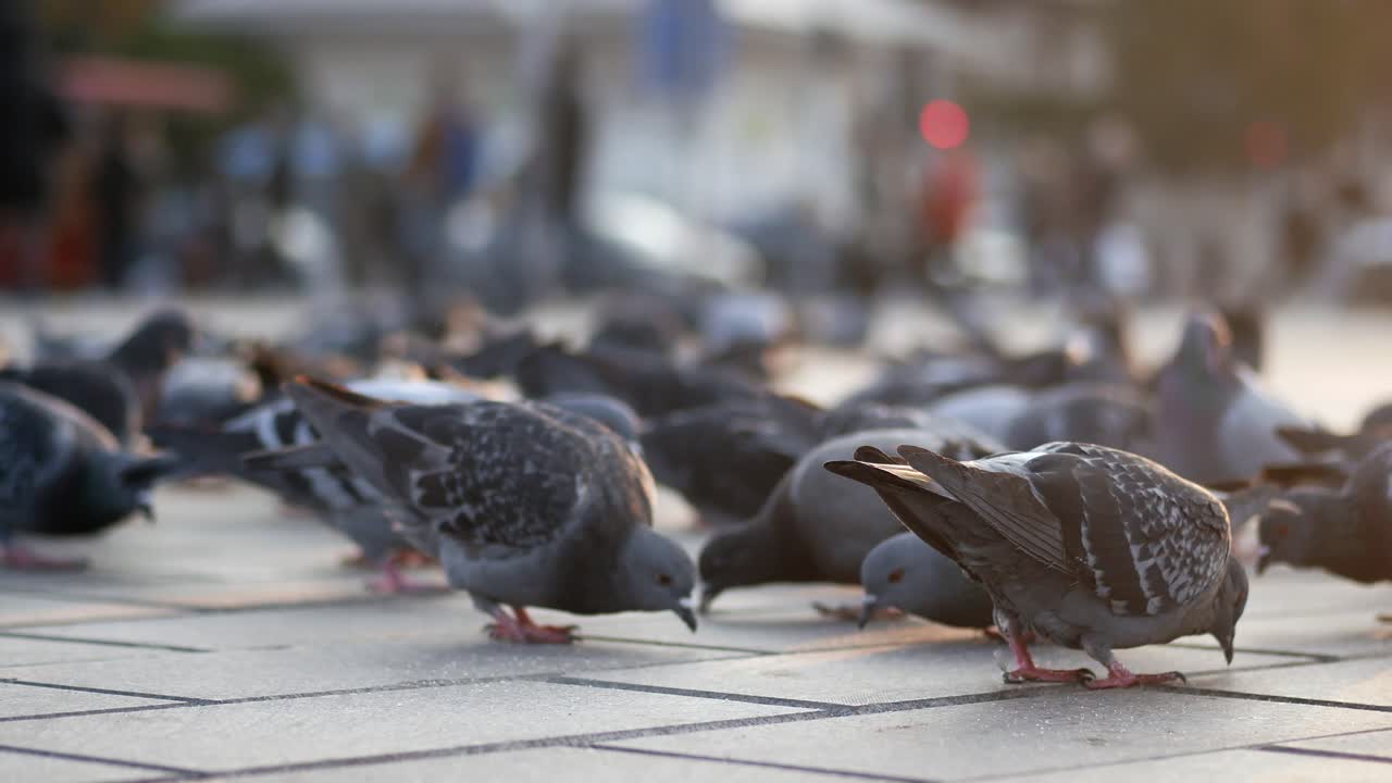도시 광장에서 먹이를 먹는 비둘기