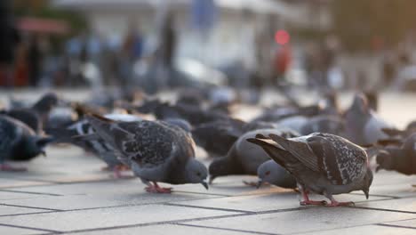 palomas alimentándose en una plaza de la ciudad