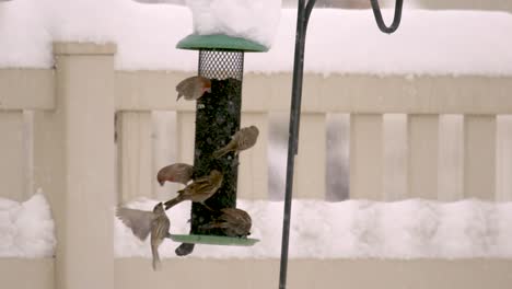 sparrows, house finches and n goldfinches eating at a bird feeder during a blizzard