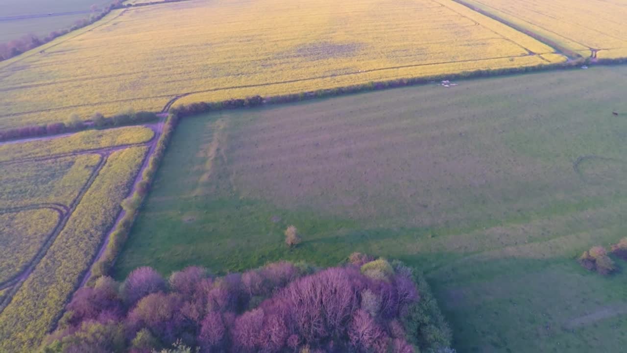 해가 천천히 지는 아름다운 노란 들판 위를 날다-3