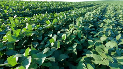 green soy fields, tillage with details of growing plants