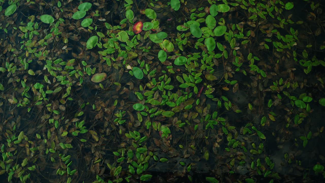 Vertically tilted down aerial shot of dense leafy green vegetation lake top, North America, Quebec, Montreal, Canada.
