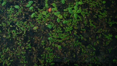 vertically tilted down aerial shot of dense leafy green vegetation lake top, north america, quebec, montreal, canada.