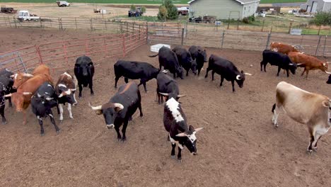 bulls push and chase each other as one paws the ground ready to charge the drone