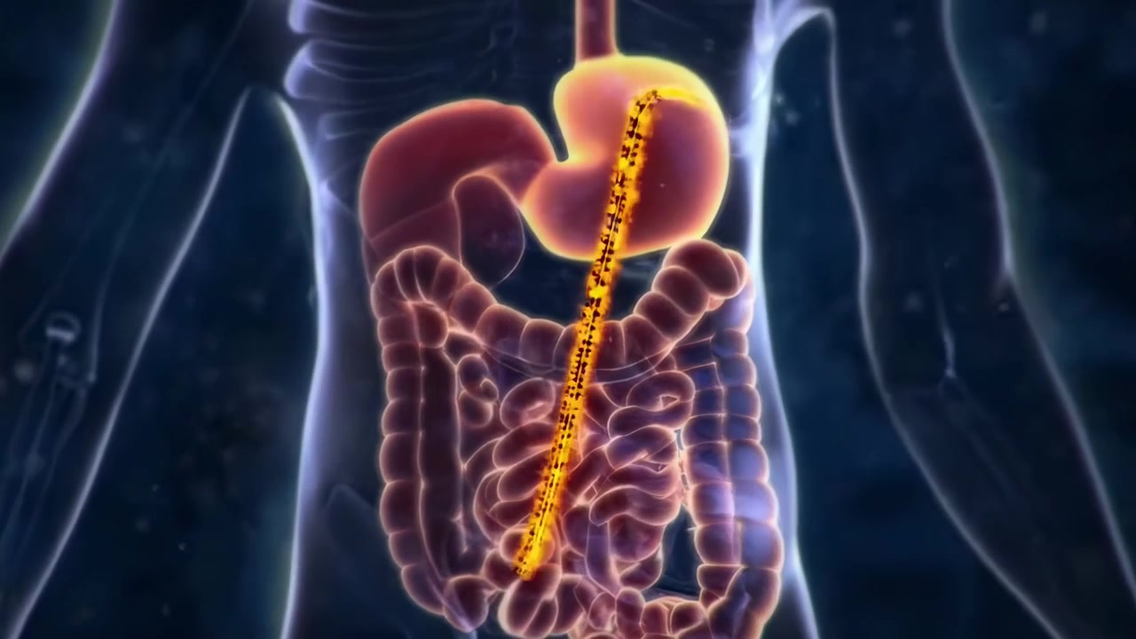 Animazione 3D della digestione del cibo nel sistema digestivo umano