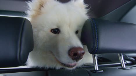 precious samoyed dog peeking inside the car from the trunk while traveling