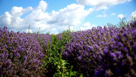 abundantes campos de flores de plantaciones de lavanda. toma de primer plano