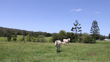 caballo blanco camina hacia la cámara en el campo soleado