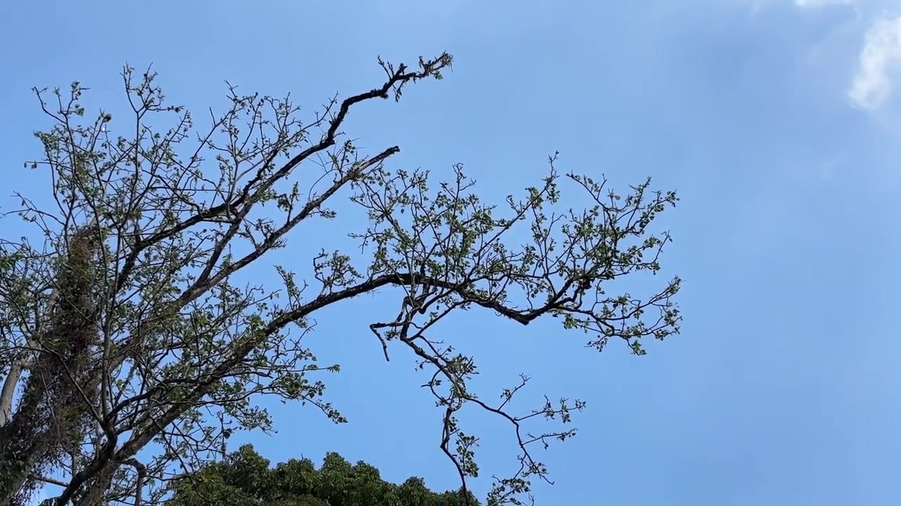 Vista dal basso di rami d'albero contro un cielo azzurro e limpido