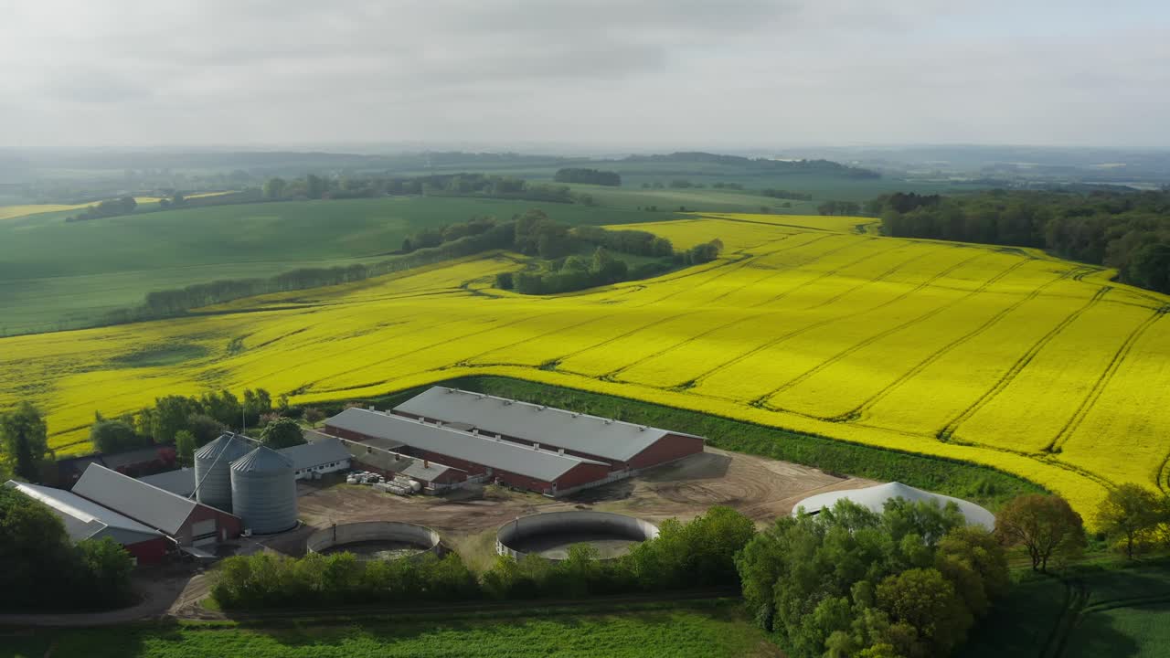 덴마크의 노란 유채 꽃밭과 돼지 농장