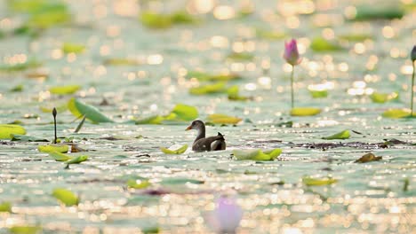 a common moorhen moves gracefully in soft morning light, surrounded by water lilies and glowing bokeh. a serene wetland moment capturing early day wildlife