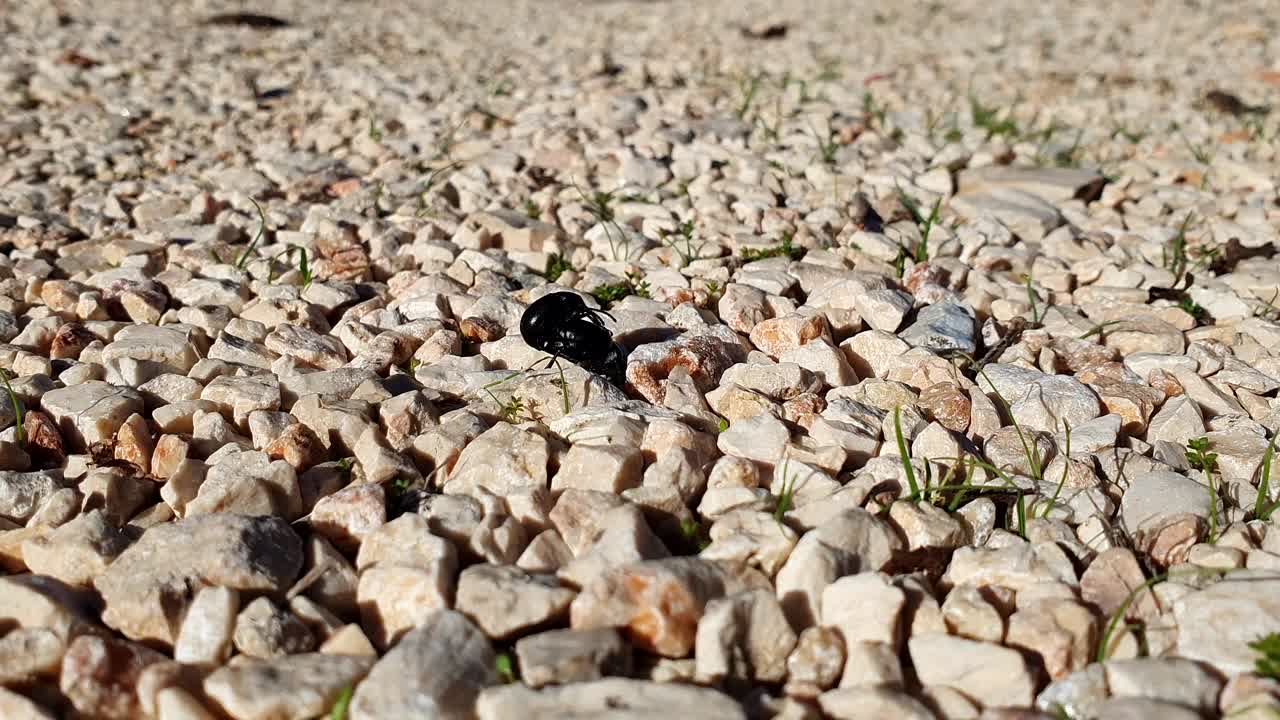 Two black beetles mating on white stones with few ants crawling beside them on a sunny day