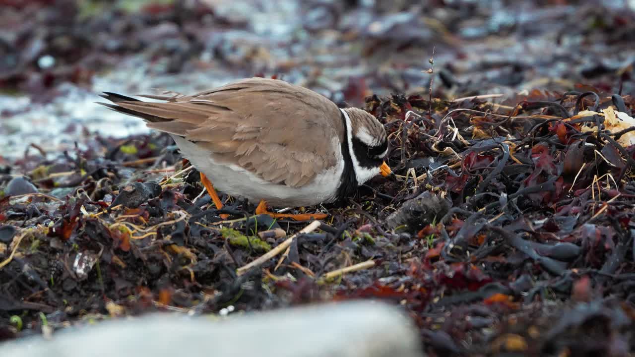 cute ringed plover feeding in kelp, high detail 4k slow motion