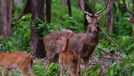 El-Ciervo-Del-Campo-Es-Una-Especie-En-Peligro-De-Extinción-Debido-A-La-Pérdida-De-Hábitat-Y-La-Caza