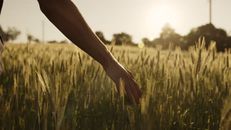 mano en el campo de trigo al atardecer