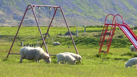 ovejas pasean por un parque infantil en islandia