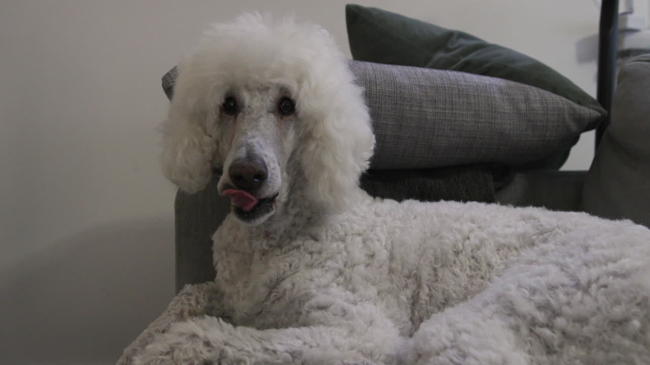 소파에 하품하는 개, 피곤한 흰색 표준 푸들, 핸드헬드 클로즈업