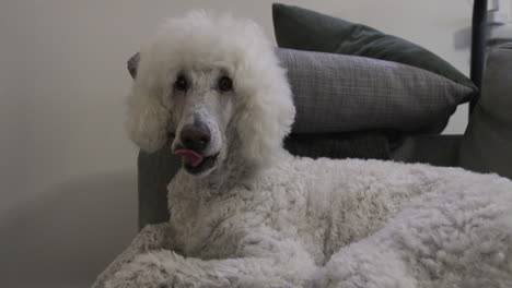 Yawning-dog-on-couch,-tired-white-standard-poodle,-handheld-close-up